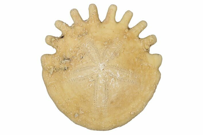 Fossil Sand Dollar (Heliophora) - Boujdour Province, Morocco #347902